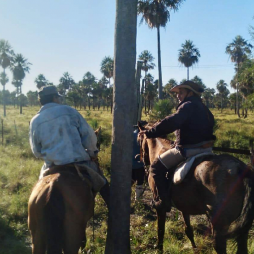 Destacan operativos para prevenir hechos de abigeato y retiran animales de la vía pública
