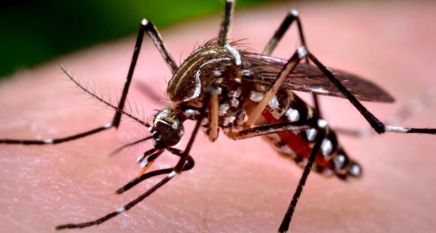 Convocan a los vecinos a involucrarse en la prevenci&oacute;n del dengue