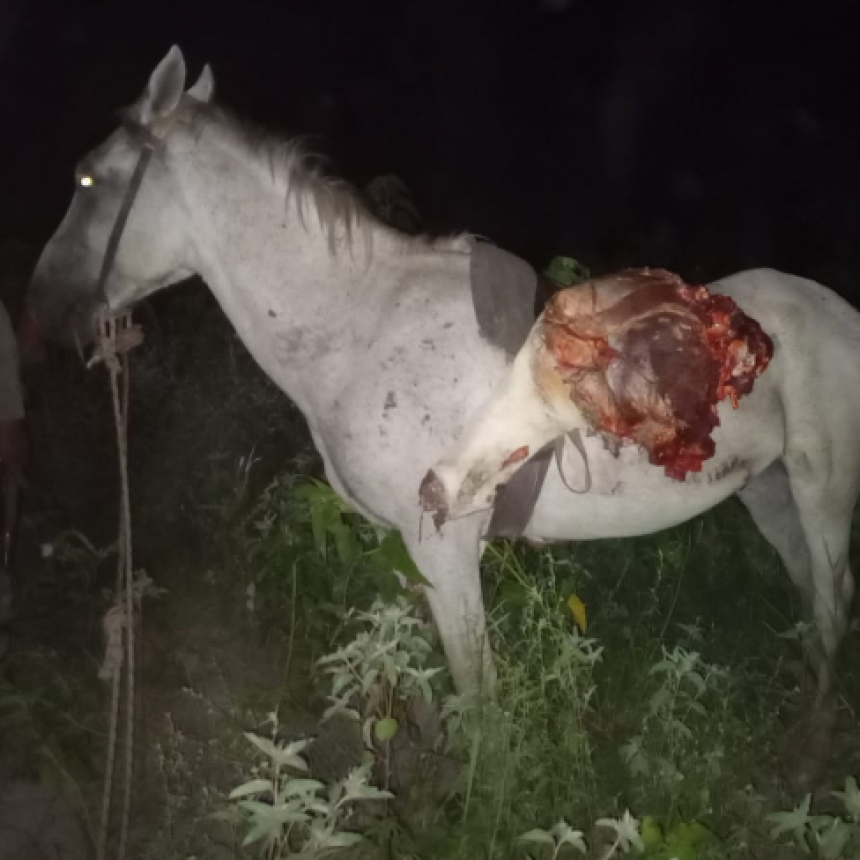 La Policía secuestró marihuana valuada en más de 220.000 mil pesos