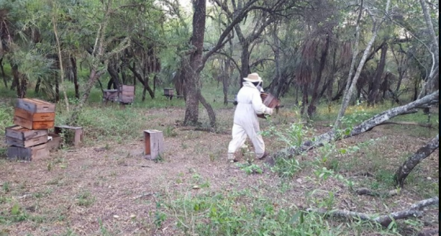 En el Departamento Ramón Lista, hay mil colmenas de miel en producción