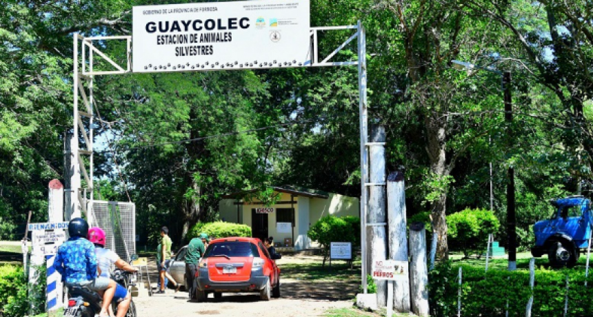 Desde Guaycolec llaman a tomar conciencia sobre el mascotismo de animales silvestres
