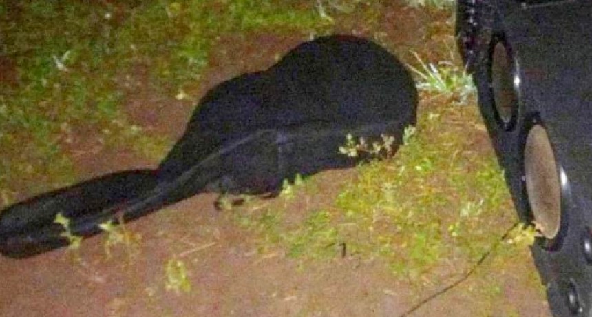 Villa 213: Recuperaron bienes sustraídos de una iglesia y detuvieron al presunto autor