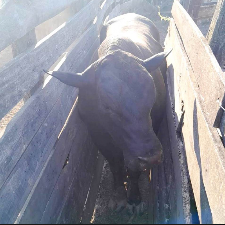 El Colorado: Un hombre de 48 años falleció al ser embestido y pisado por un toro