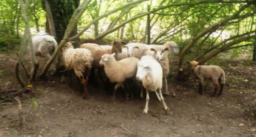 La Policía recuperó 12 ovinos que fueron sustraídos de un campo ganadero