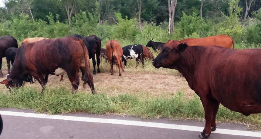 La UEAR demoró a cazadores furtivos y sacó de las rutas 20 animales vacunos