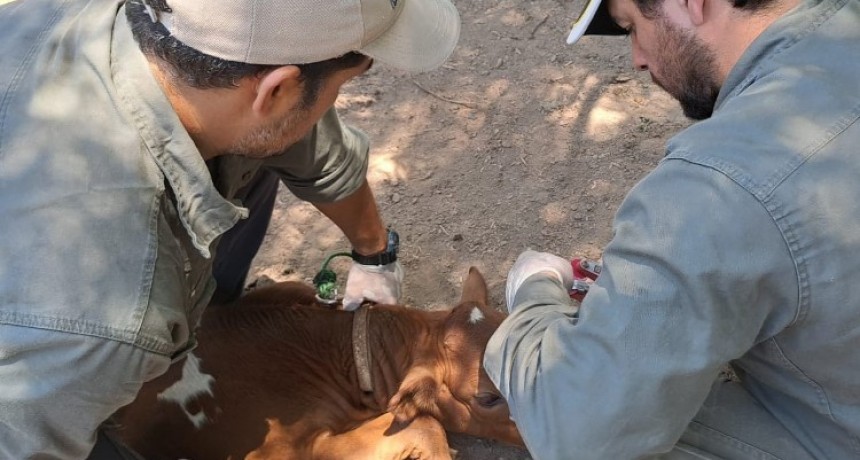 Laguna Yacaré: Trabajo coordinado del Gobierno provincial en sanidad animal, con vacunación de hacienda