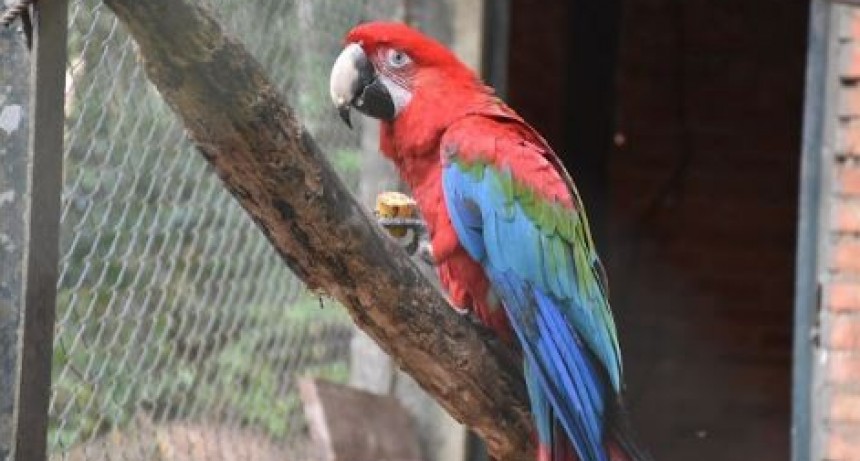 &ldquo;Guaycolec&rdquo; invita a la comunidad a conocer y valorar la fauna nativa