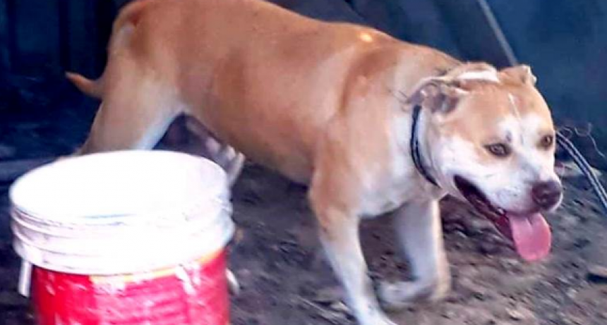 Clorinda: Un pitbull atacó a un bebé y a su tía de 15 años: el pequeño debió ser intervenido quirúrgicamente