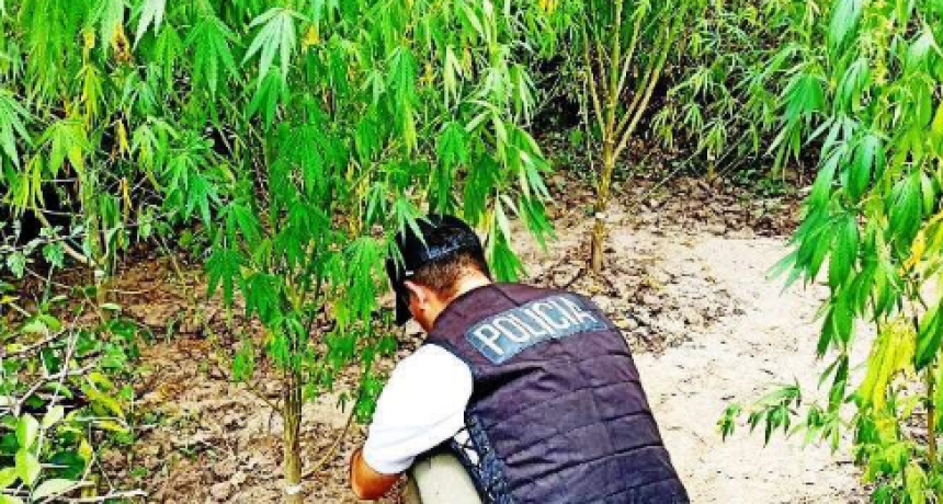 Tras allanamiento 26 plantas de marihuana fueron secuestradas en un campo ganadero