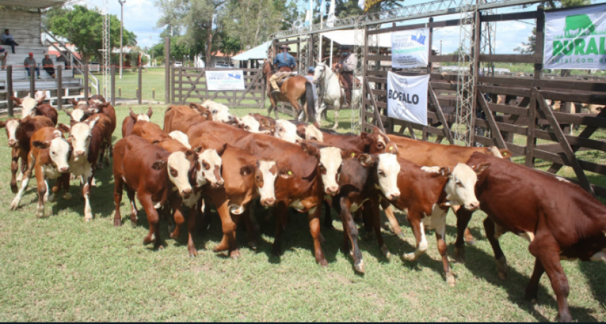  El 2 de marzo se realiza la fiesta provincial del ternero y novillito formoseño