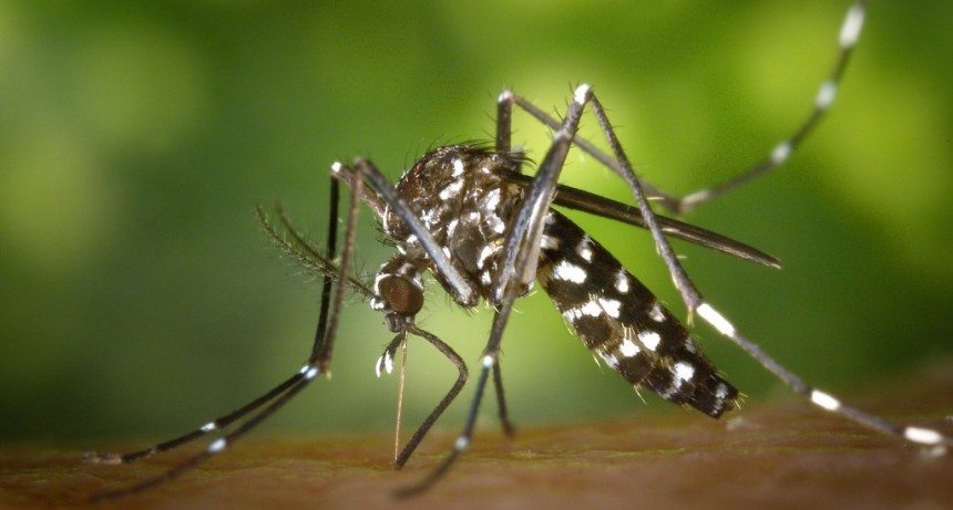 Parte Dengue: Se registraron 539 casos positivos nuevos esta semana