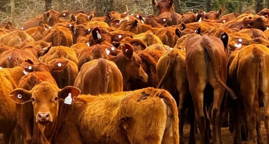 Tras las quejas del campo, Agricultura pateó la puesta en marcha del sistema de trazabilidad individual electrónica del ganado.