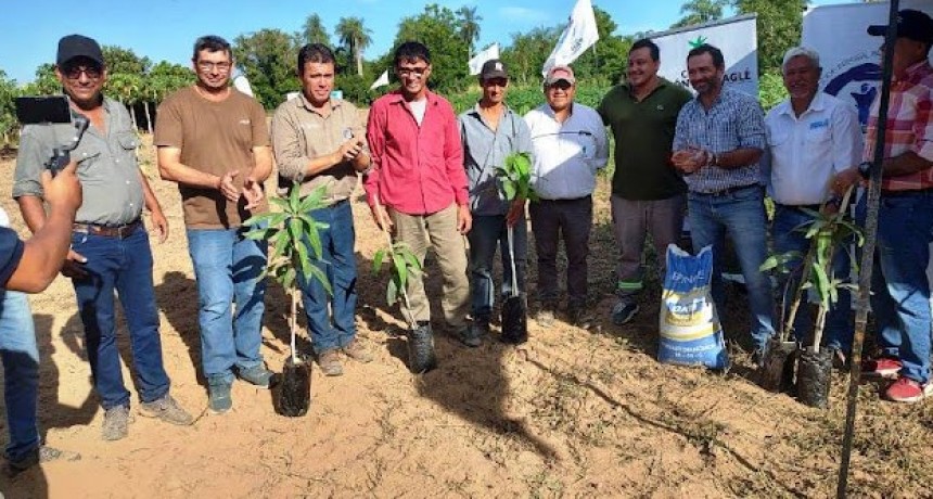 Jornadas técnicas sobre el cultivo de mango organizadas por el Gobierno de Formosa