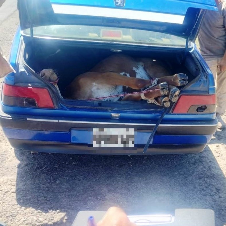 Un hombre trasladaba una vaquilla viva en el baúl de su auto