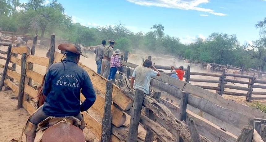 Se recuperaron 19 animales vacunos en pie