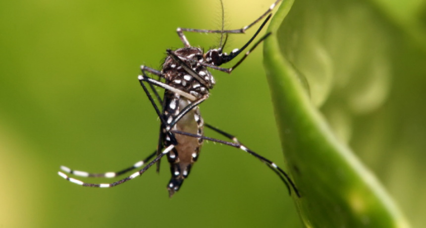 El conteo de los casos de dengue reflejó un nuevo descenso en el cierre de esta semana
