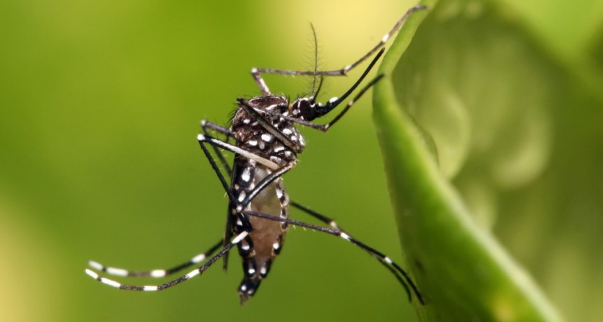 El conteo de los casos de dengue reflejó un nuevo descenso en el cierre de esta semana