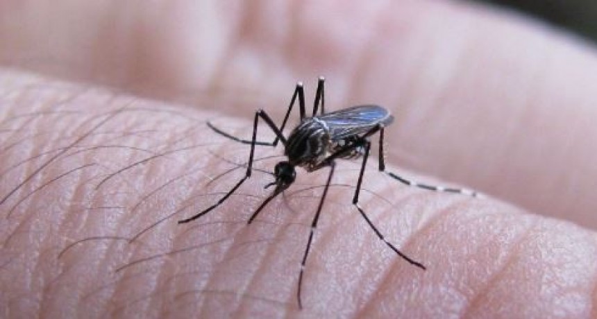Los casos de dengue se mantuvieron sin grandes variaciones esta semana