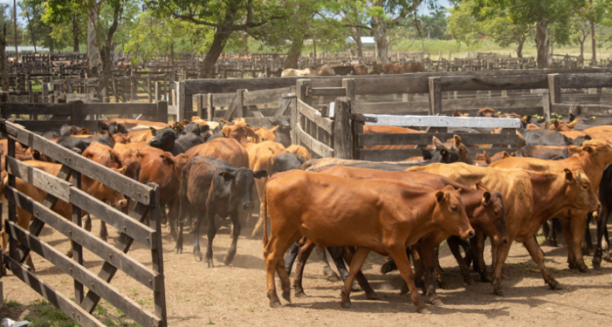 Todo listo para la fiesta provincial del ternero y novillito formoseño