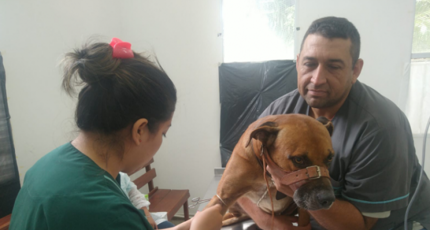 El Municipio continúa brindando el servicio de castraciones de manera gratuita