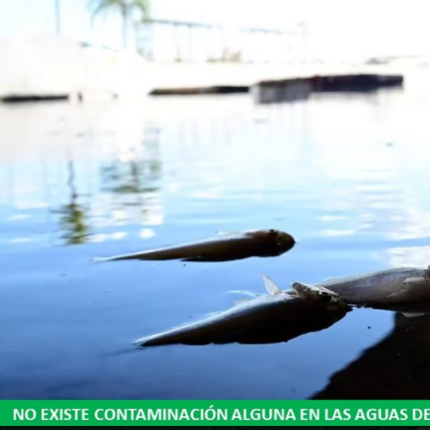 Afirmaron que la mortandad de peces obedece a un fenomeno natural por lo que no existe contaminación en el río Paraguay