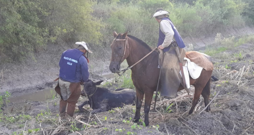 La UEAR recuperó un animal sustraído por abigeos en Palo Santo