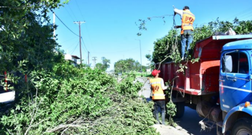 Múltiples trabajos para mantener espacios verdes y el arbolado de la ciudad