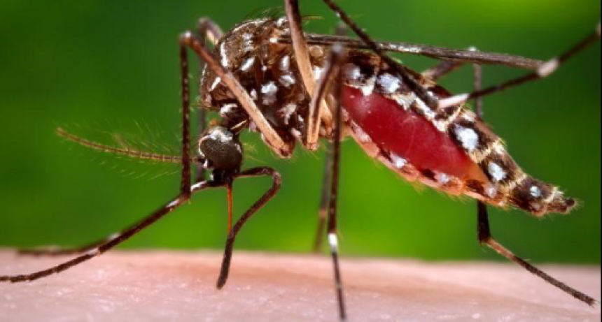 Convocan a los vecinos a involucrarse en la prevenci&oacute;n del dengue y la fiebre chikungunya