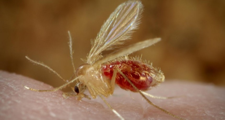 Brindaron información sobre la leishmaniasis cutánea y mucosa y recomendaciones para su prevención