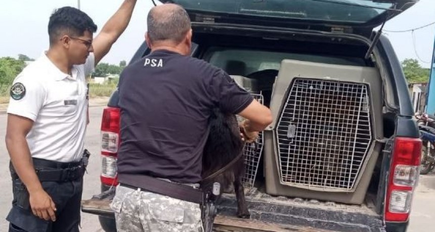 En el Centro Municipal de Atención Animal  tuvimos unos visitantes muy especiales