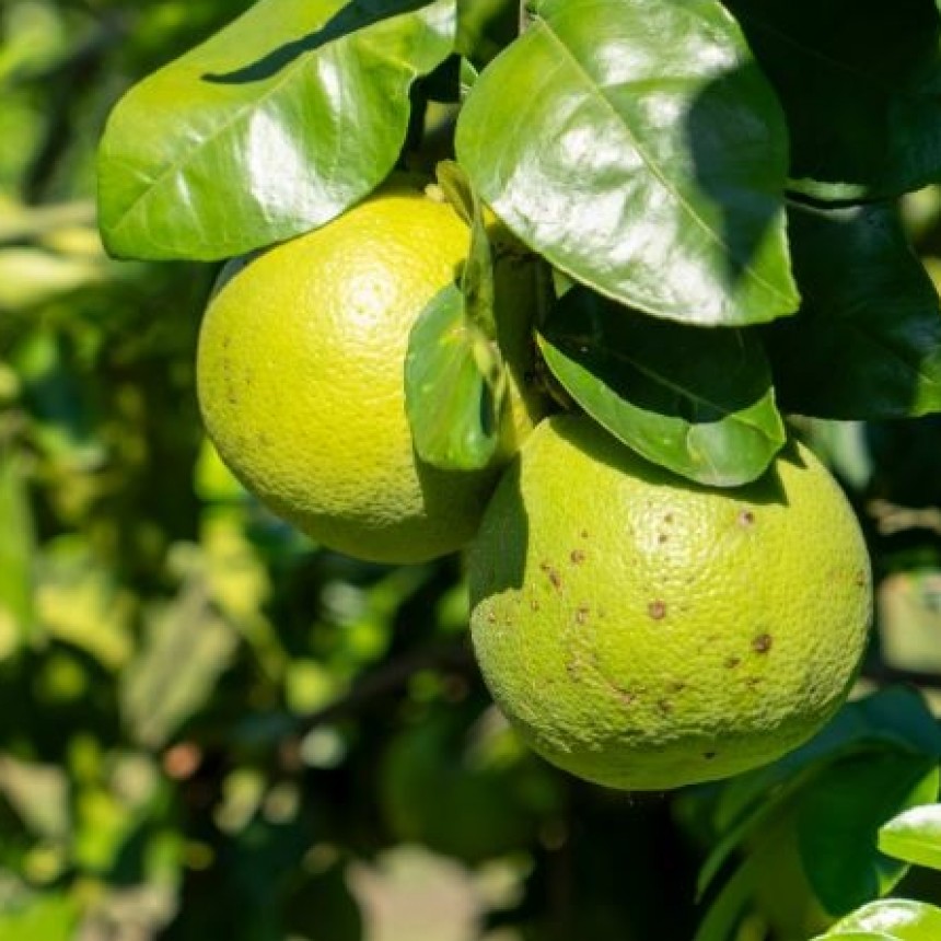 En Tres Lagunas, comitiva del MPyA visitó finca productora de pomelos “Guazú Cuá”