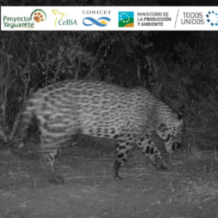 Se registró un nuevo yaguareté en la provincia