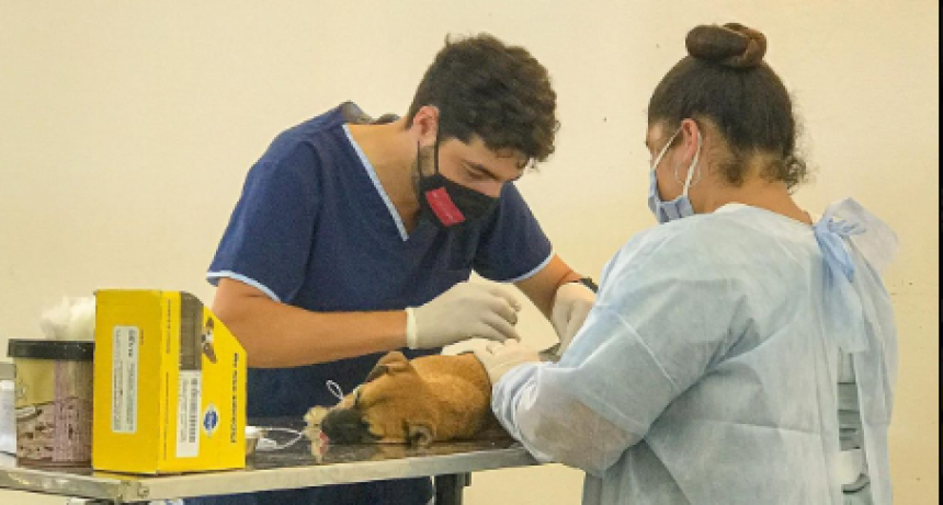 El Municipio continúa con los operativos en toda la ciudad para garantizar el bienestar de los animales