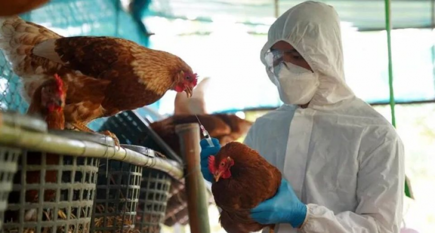 Gripe aviar en Formosa: Aplican los protocolos sanitarios que corresponden tras primer caso