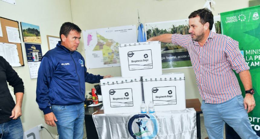 SENASA recibió más de 200 mil dosis vacunas contra la fiebre aftosa