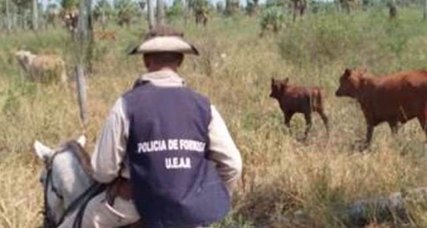 Efectivos de la Unidad Especial de Asuntos rurales recuperaron 30 animales vacunos