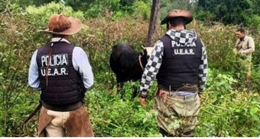 Eficaz despliegue policial en un campo, evitó la sustracción de dos vacas