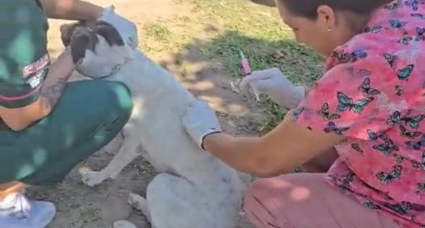 Estuvimos en el barrio Urbanización Maradona prestando servicio veterinario