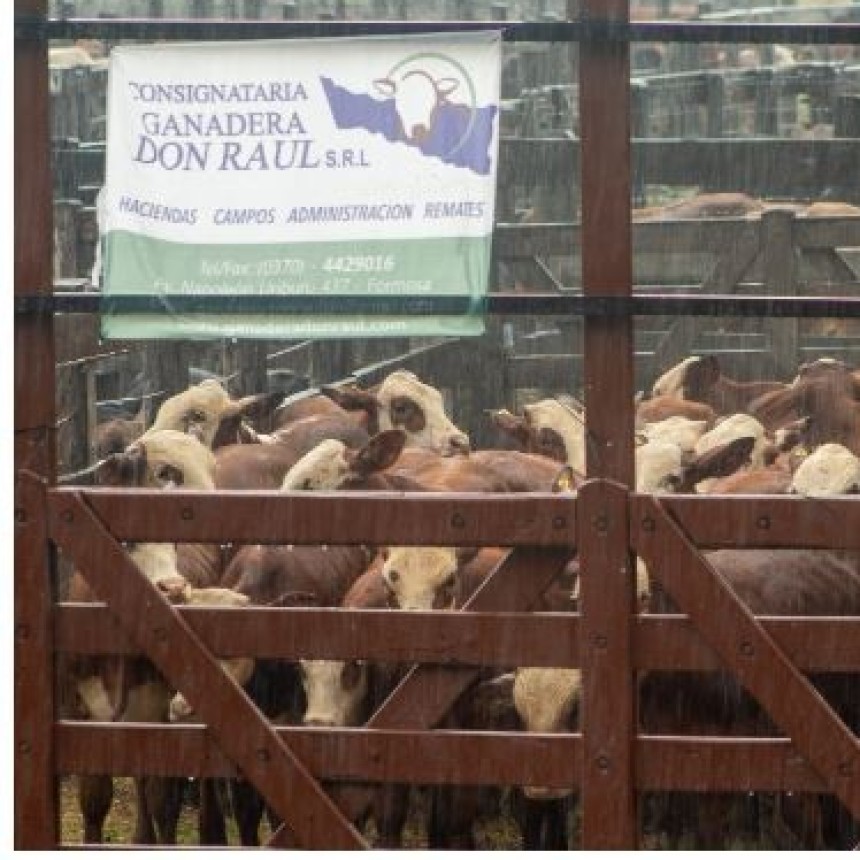 5° Fiesta Provincial del Ternero y Novillito se realizar&aacute; el 9 de abril