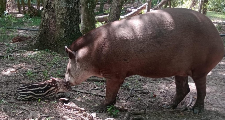 Rabia en un tapir: se toman medidas para prevenir casos en la reserva Guaycolec
