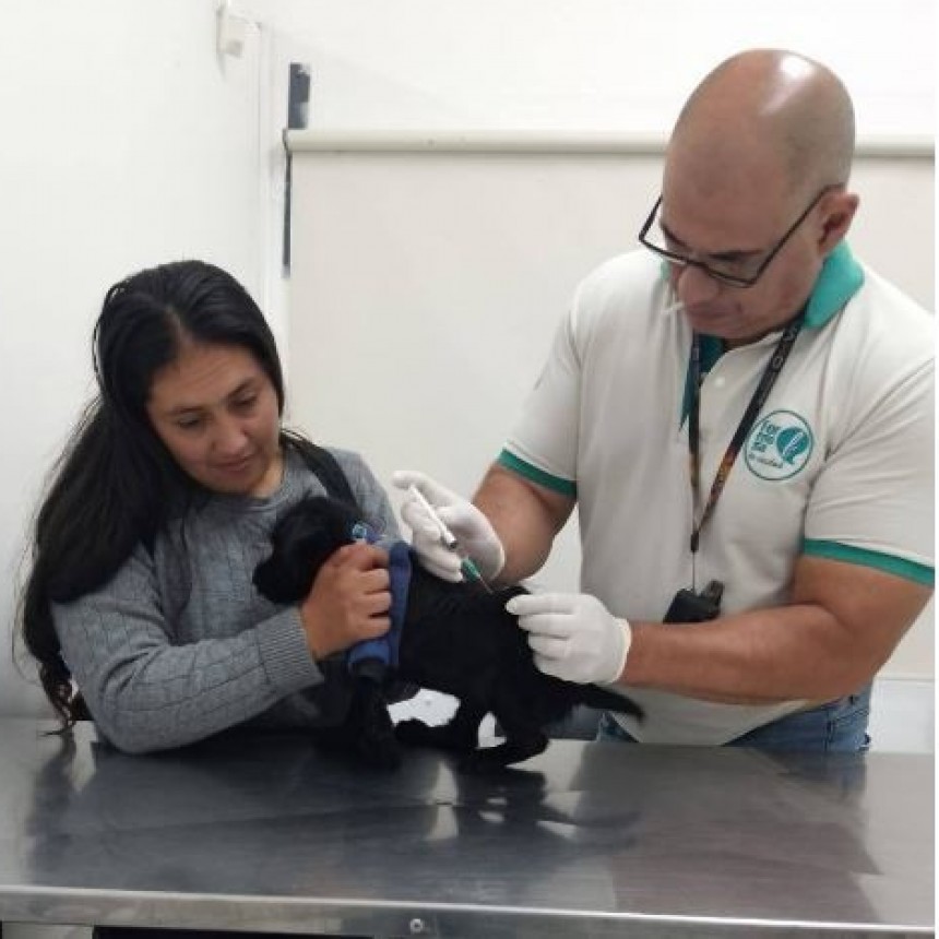 Destacan que la Municipalidad atiende a 200 animales por día, en diferentes sectores de la ciudad