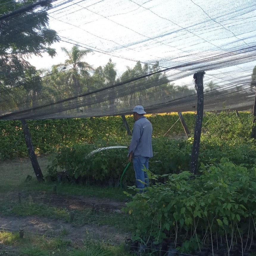 El Vivero Forestal Provincial abastece al territorio con diversas producciones arbóreas