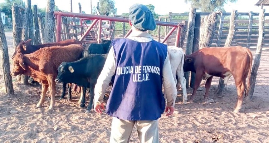 Detuvieron a un abigeo y recuperaron 10 vacunos en un allanamiento