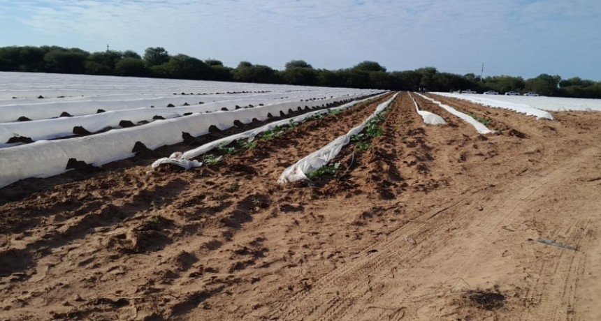 El MPyA realiza recomendaciones para reducir el riesgo de daño por bajas temperaturas