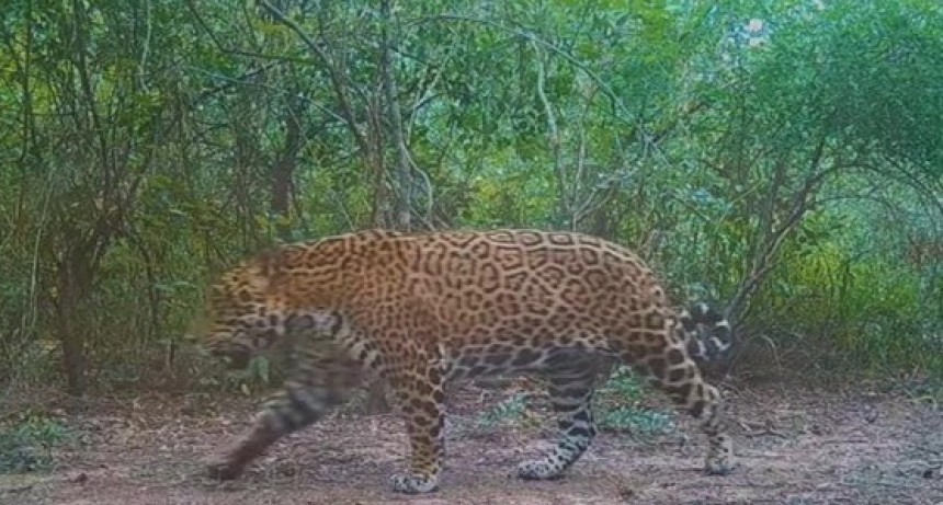 Cazadores furtivos mataron un ejemplar de yaguareté en Formosa