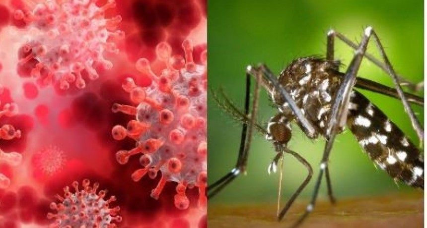Coronavirus y dengue, dos enfermedades que se encuentran controladas en el territorio formoseño