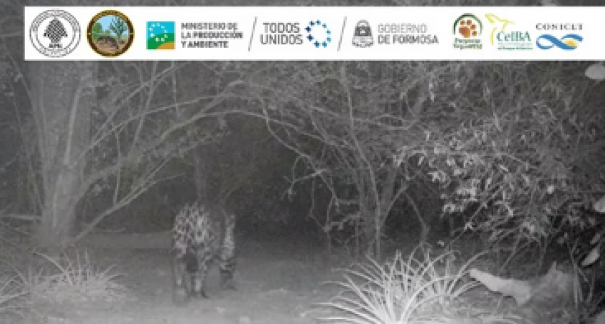 Se registró nuevamente un yaguareté a través del uso de cámaras trampa en la Reserva Natural Formosa