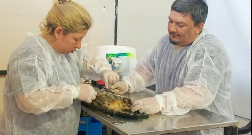 Con más de 400 castraciones por semana, continúan las atenciones gratuitas municipales