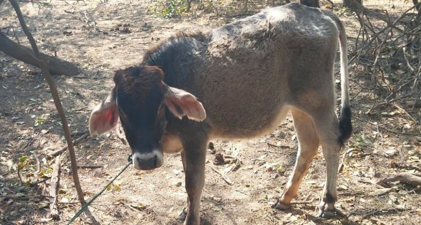 La Policía evitó la faena de un ternero en la localidad de María Cristina