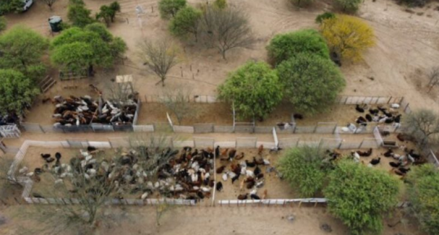 En Puerto Irigoyen &ldquo;los productores quedaron muy contentos&rdquo; luego de la venta directa de hacienda
